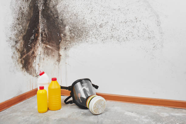 Best Emergency Mold Remediation in Wright, WY