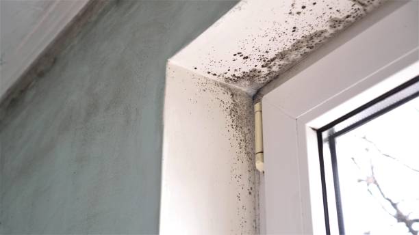 Best Post-Flood Mold Remediation in Wright, WY