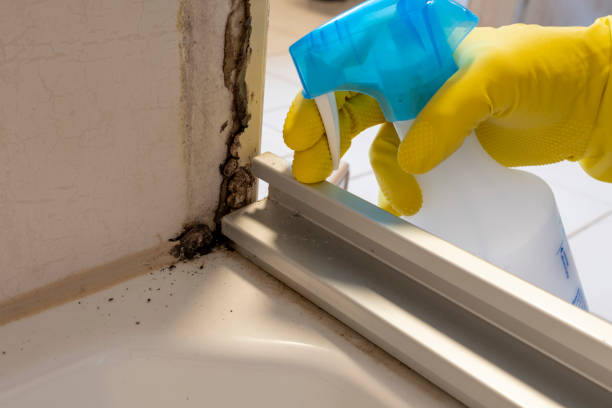 Best Localized Mold Remediation (e.g., coastal areas, humid climates) in Wright, WY