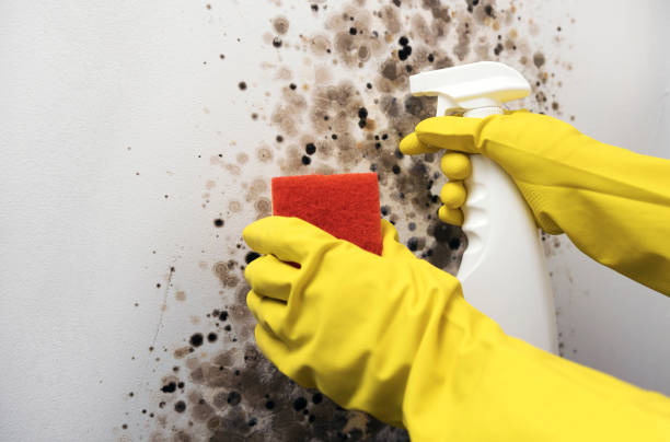 Best White Mold Remediation in Wright, WY
