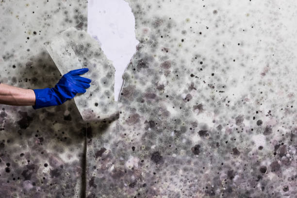 Best DIY Mold Remediation Support Services in Wright, WY